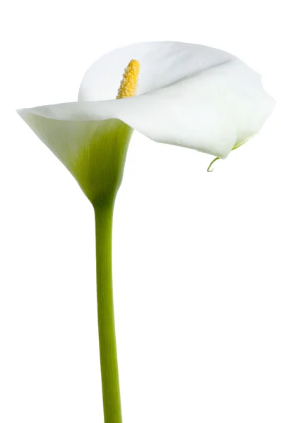 Krásná bílá kala — Stock fotografie