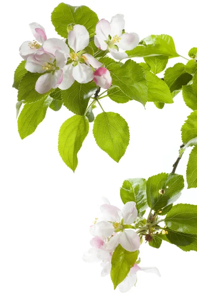 Apple blossom geïsoleerd over Wit — Stockfoto