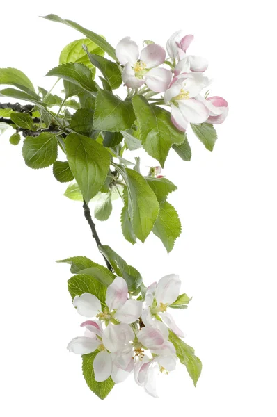 고립 된 애플의 꽃 — 스톡 사진