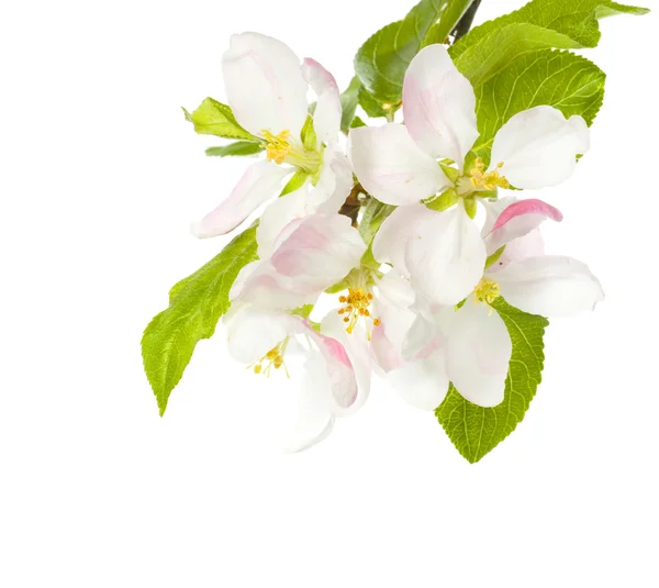 Elma çiçeği beyaz bitti izole — Stok fotoğraf