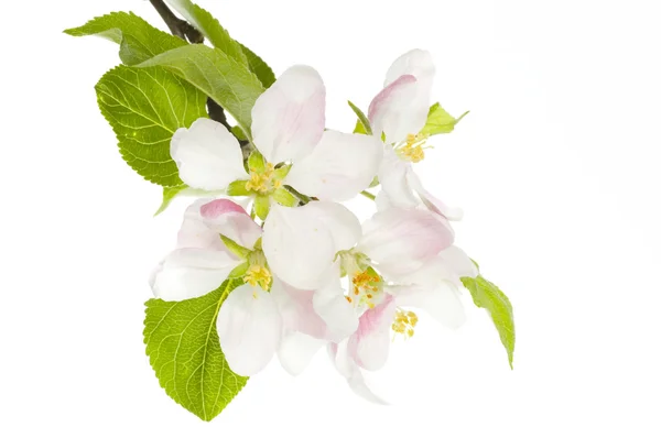 Manzana flor aislado sobre blanco —  Fotos de Stock