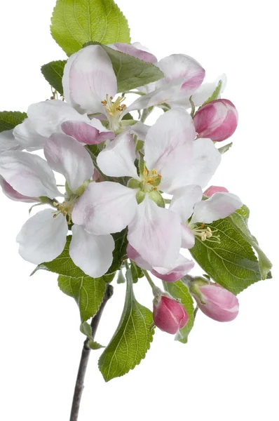 Fechar de flores de maçã — Fotografia de Stock