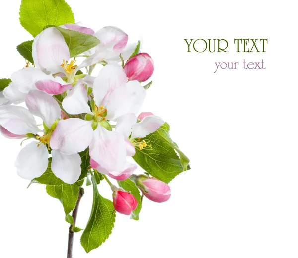 Apfelblüte vereinzelt über Weiß — Stockfoto