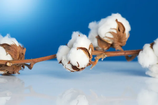 Cotton Over Blue — Stock Photo, Image