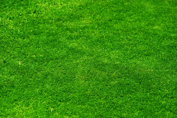 Piękna trawa tło — Zdjęcie stockowe