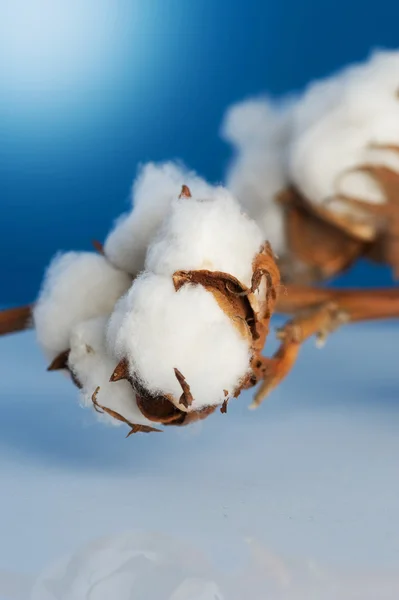 Closeup de algodão — Fotografia de Stock
