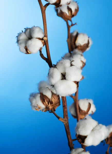 Cotton Over Blue — Stock Photo, Image