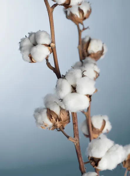 stock image Cotton Plant Closeup