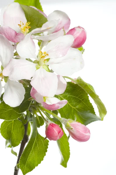 Apple blossom geïsoleerd over Wit — Stockfoto