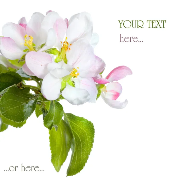 Apple blossom geïsoleerd over Wit — Stockfoto