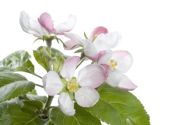 Apple květu, samostatný — Stock fotografie