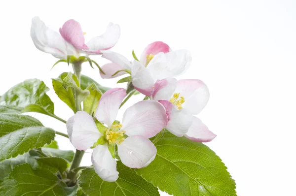 Apple Blossom Isolated Over White — Stock Photo, Image