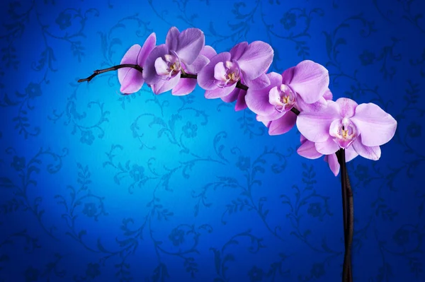 Красиві орхідеї шпалерами синього кольору — стокове фото
