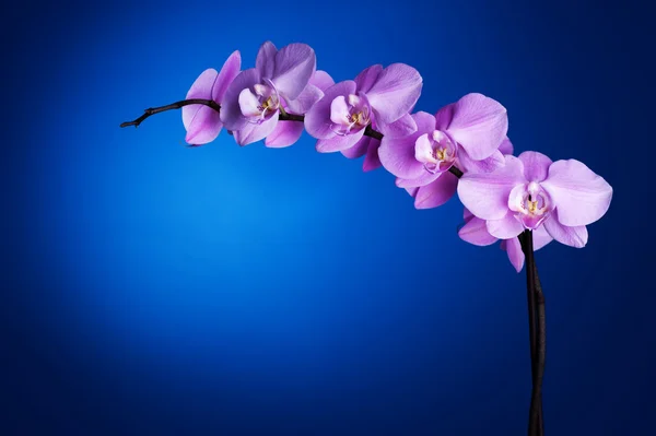 Orquídea sobre azul — Fotografia de Stock