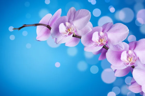 青の上の美しい蘭の花 — ストック写真