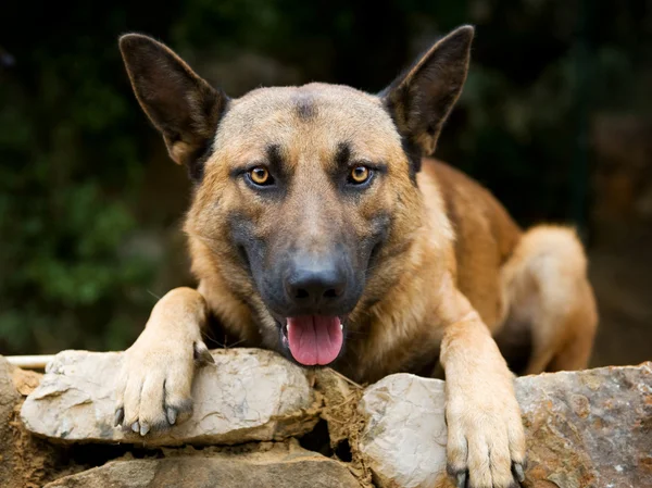 Dog. German Shepherd — Stock Photo, Image