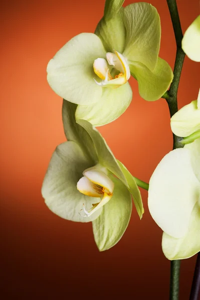 Красиві орхідеї крупним планом — стокове фото
