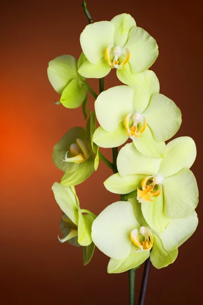 Фаленопсис орхідея — стокове фото
