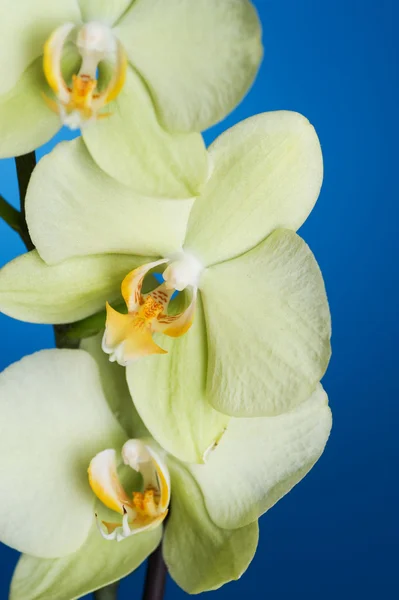 Phalaenopsis Orkidé Närbild — Stockfoto