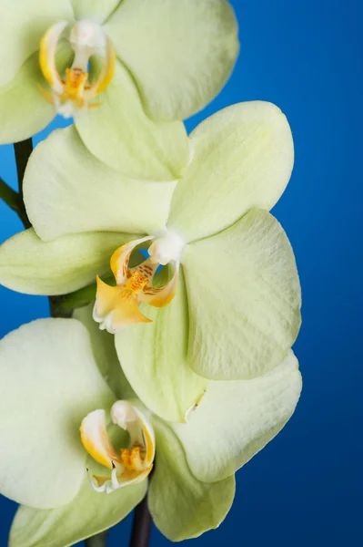 stock image Phalaenopsis Orchid Closeup