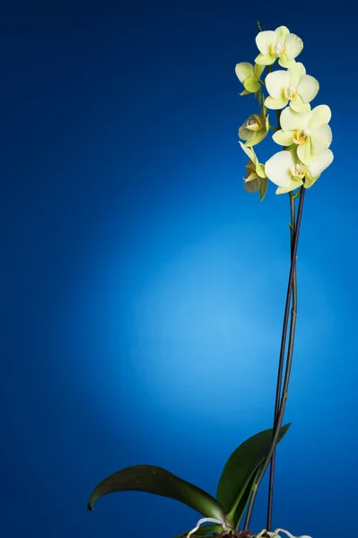 Orchid over blauw — Stockfoto