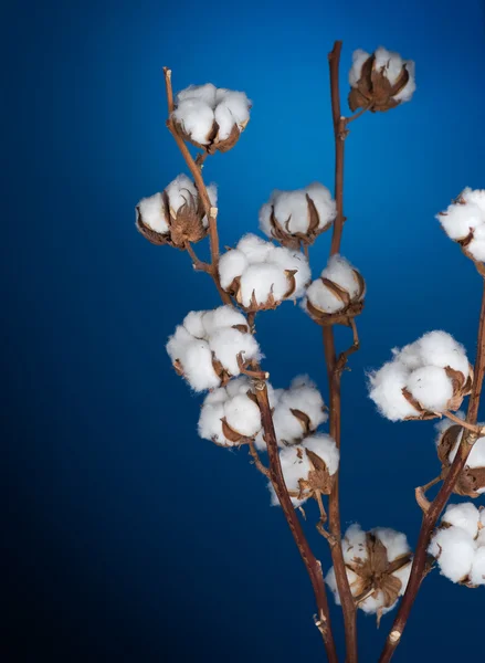 Baumwolle über Blau — Stockfoto