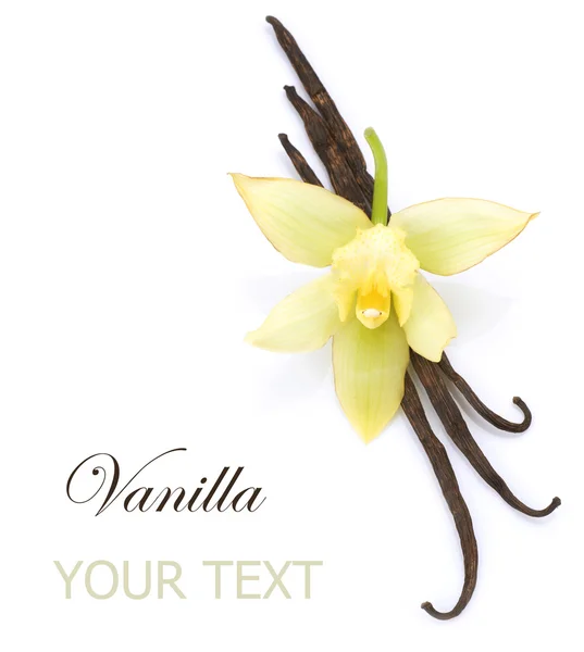 Vanilla — Stock Photo, Image