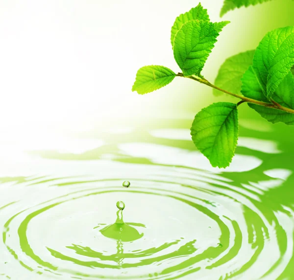 Grüne Blätter und Wasser — Stockfoto