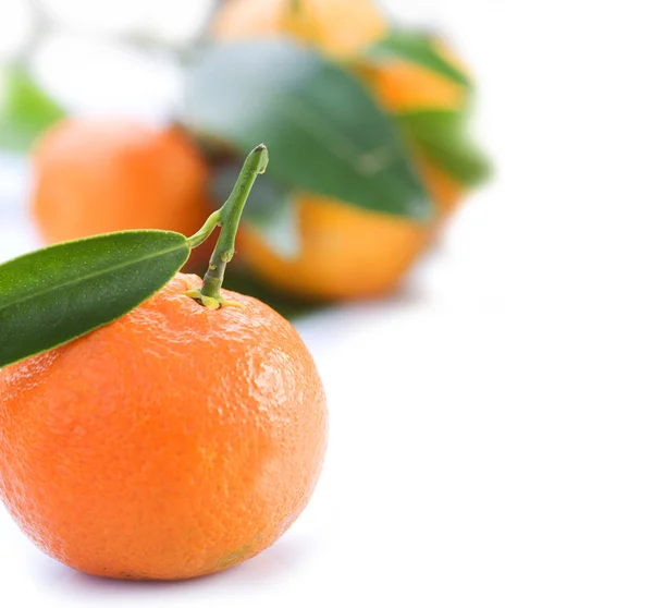 Ripe Tangerines — Stock Photo, Image