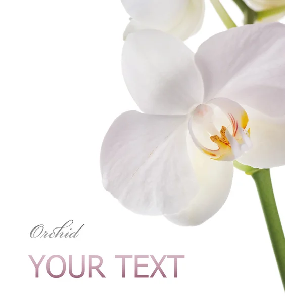 Schöne Orchidee Nahaufnahme — Stockfoto