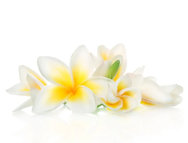Frangipani spa çiçekler — Stok fotoğraf