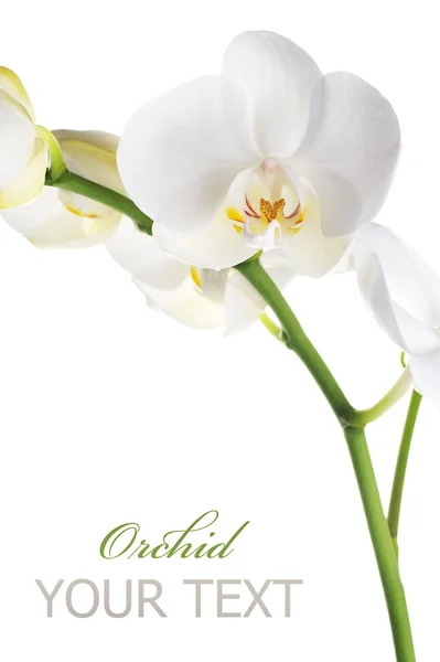 Orchidej — Stock fotografie