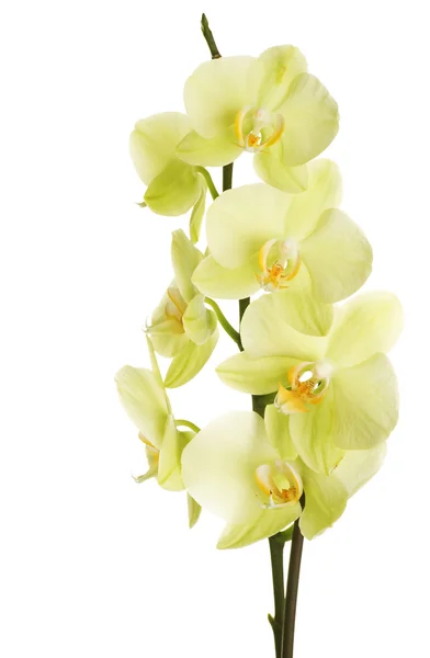 Krásná žlutá orchidej — Stock fotografie