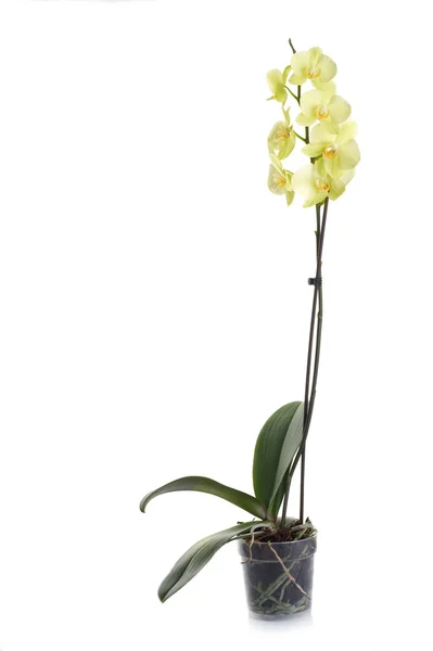 Orquídea isolada em branco — Fotografia de Stock