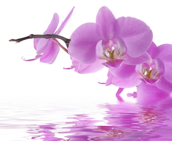 Bella orchidea — Foto Stock