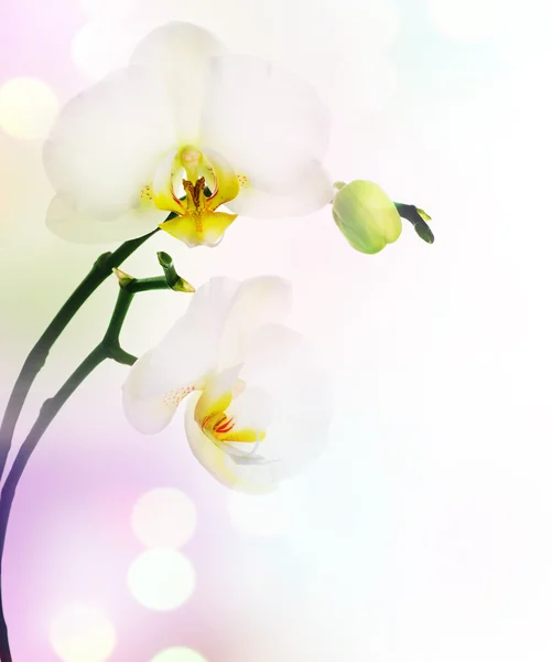 Mooie orchid grens — Stockfoto