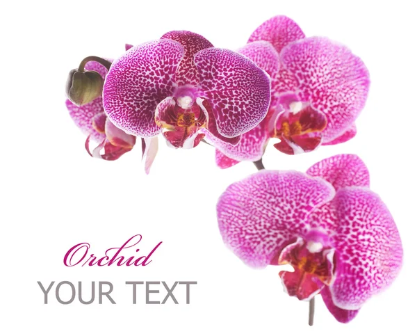 Krásná orchidej — Stock fotografie