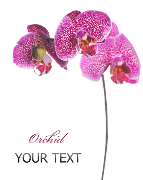 Orchidee über Weiß — Stockfoto