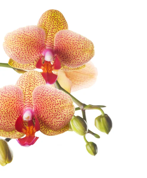 Orchid Over White — Stock Photo, Image