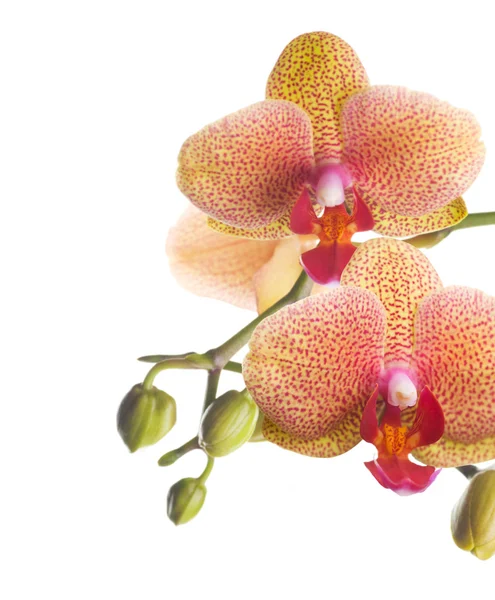 Beautiful Orchid Border — Stock Photo, Image