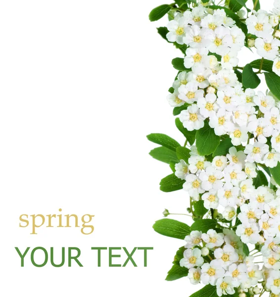 Borda de flores de primavera — Fotografia de Stock