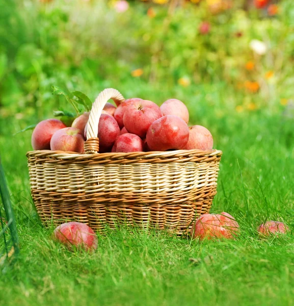 Färska ekologiska äpplen i korgen — Stockfoto
