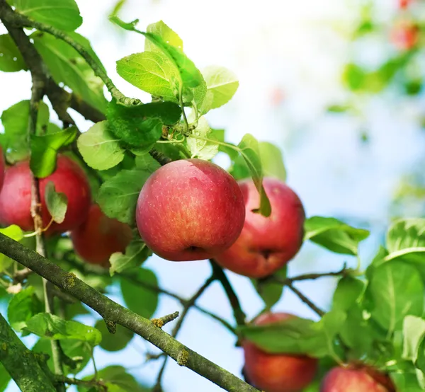 Свежие органические яблоки — стоковое фото