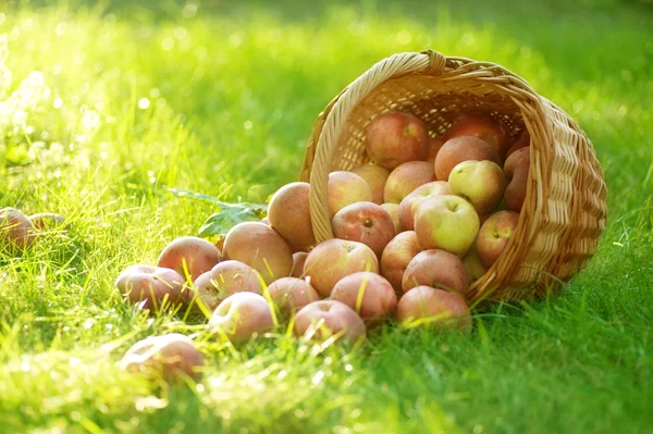Zdravá organická jablka v koši — Stock fotografie