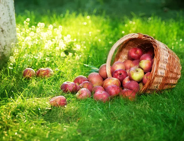 Zdravá organická jablka v koši — Stock fotografie