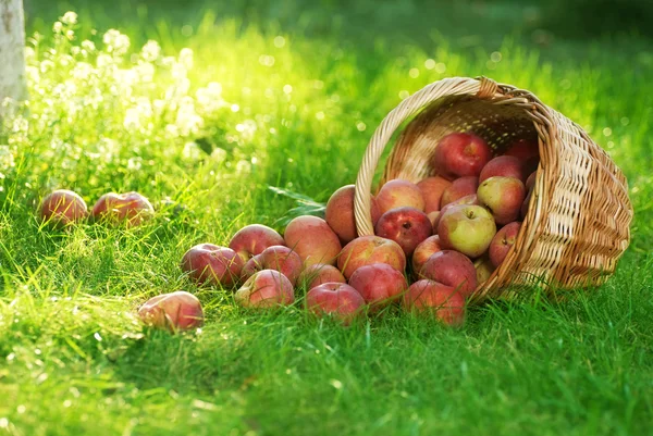 Manzanas ecológicas en la cesta — Foto de Stock