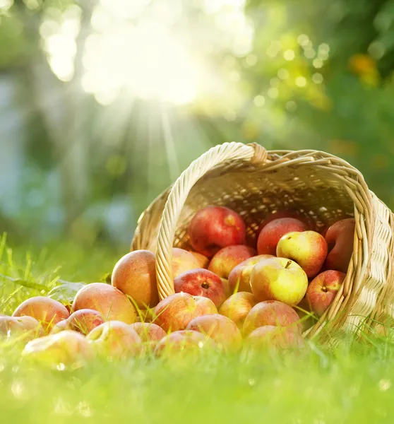 Manzanas orgánicas saludables en la cesta — Foto de Stock