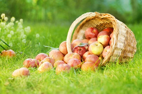 Maçãs orgânicas saudáveis na cesta — Fotografia de Stock
