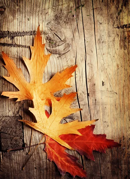 秋天的叶子盖在木制的背道上 — 图库照片