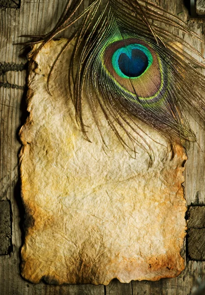 Tavus kuşu tüyü eski kağıt levha üzerine — Stok fotoğraf